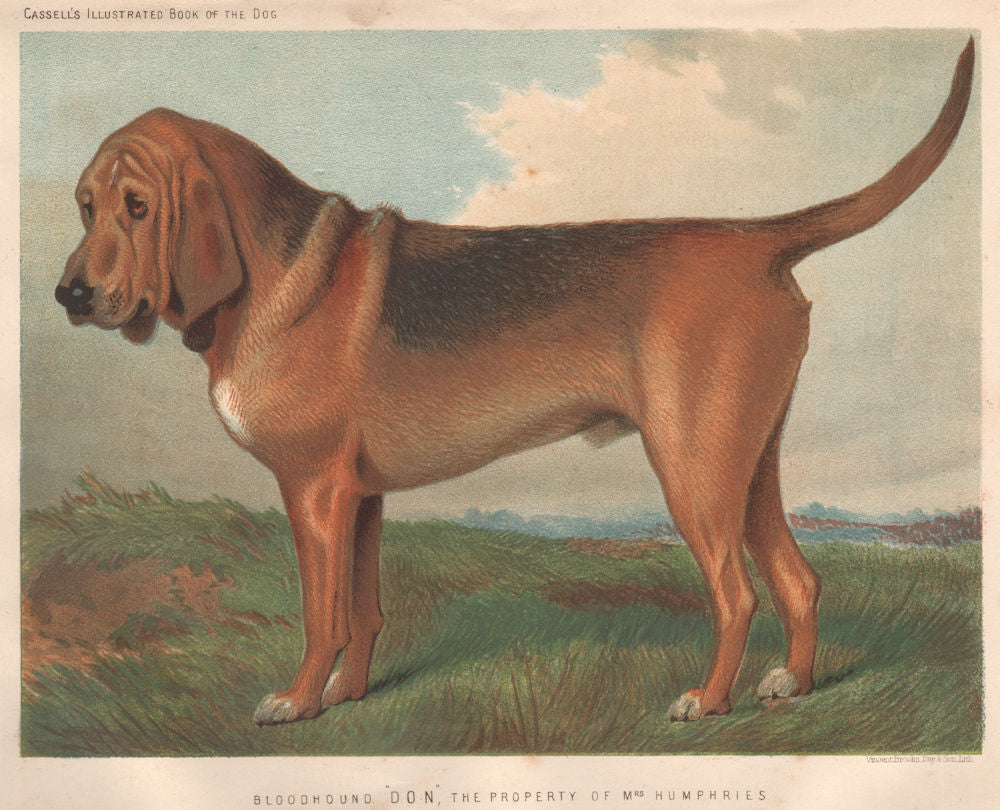 DOGS. Bloodhound